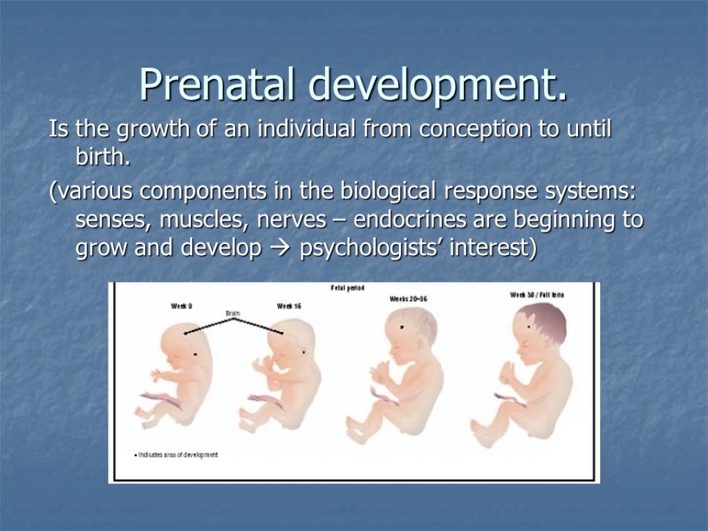 Prenatal development. Is the growth of an individual from conception to until birth. (various